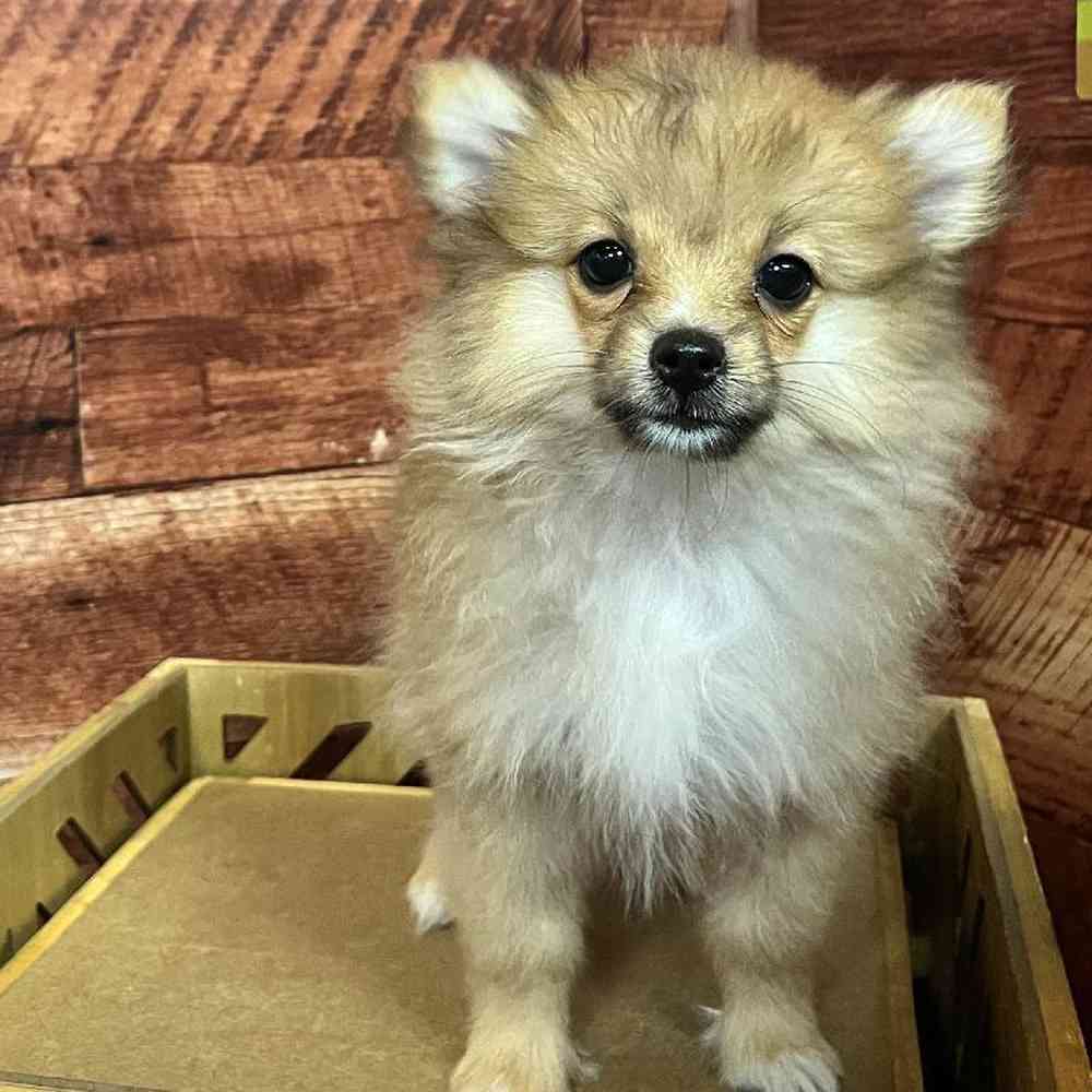 carousel pet images