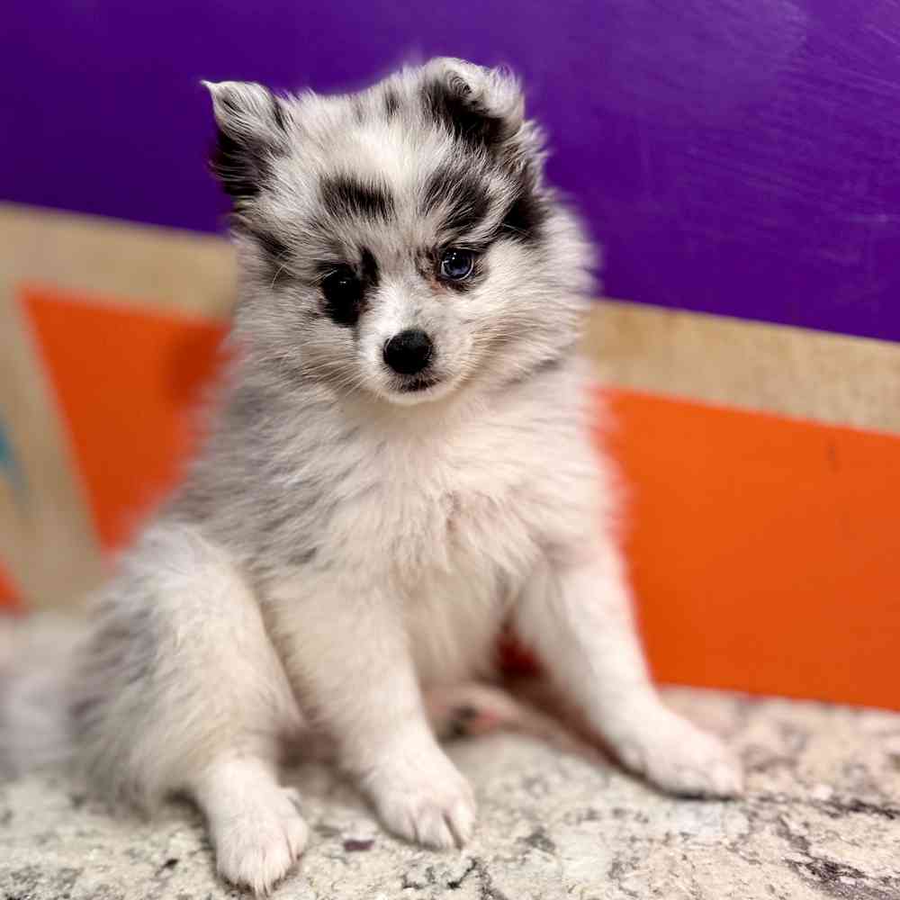 carousel pet images