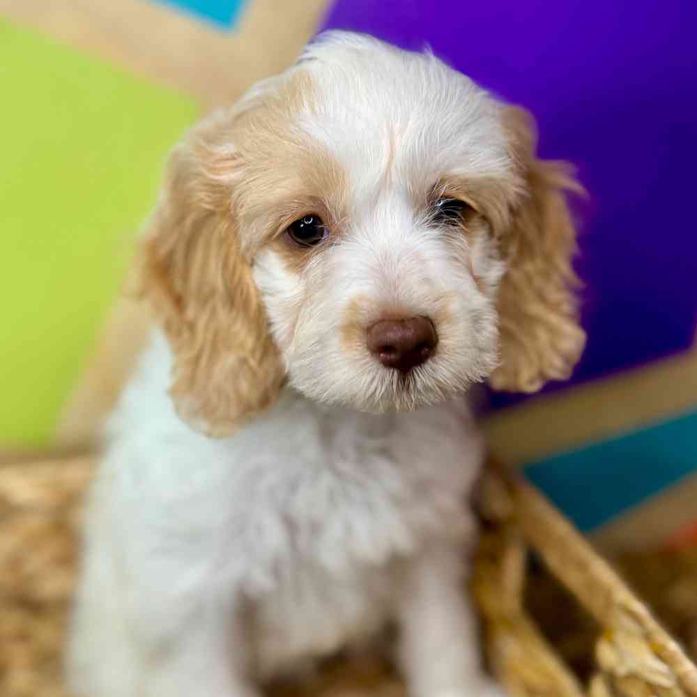 pet breed image