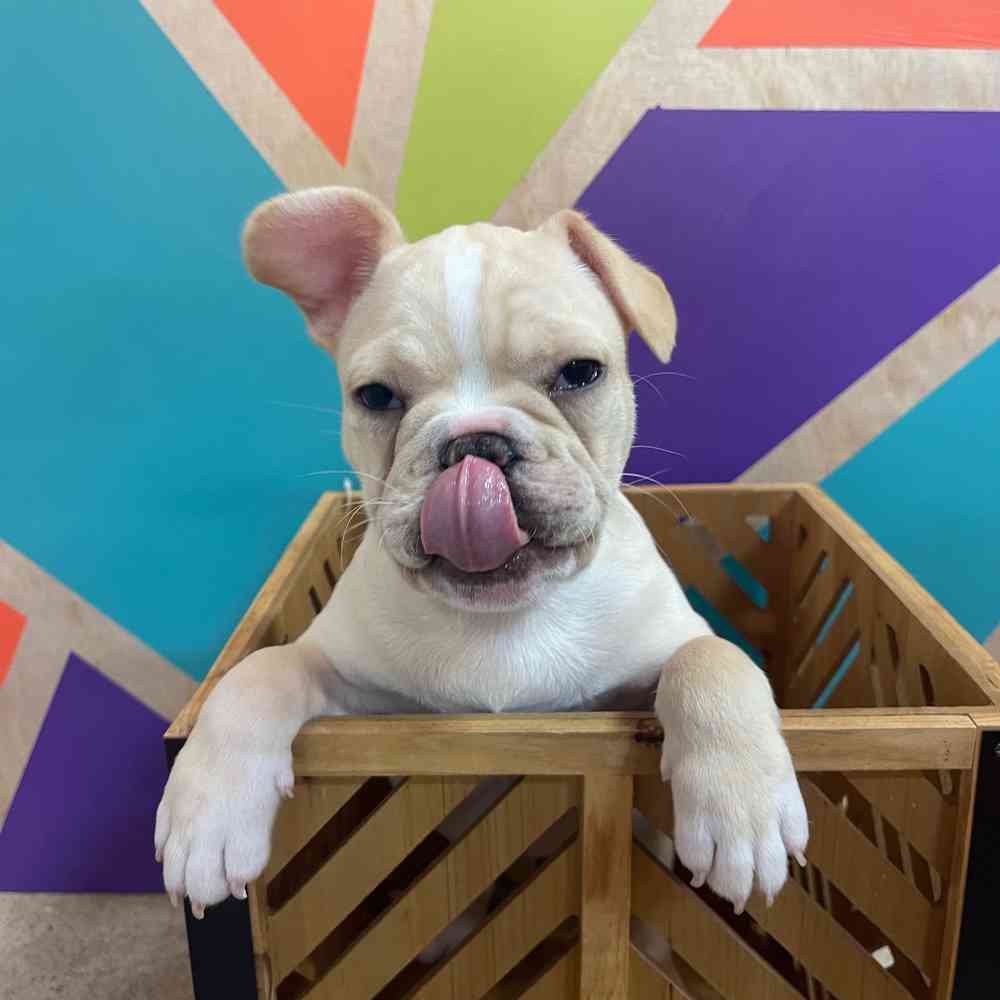 carousel pet images