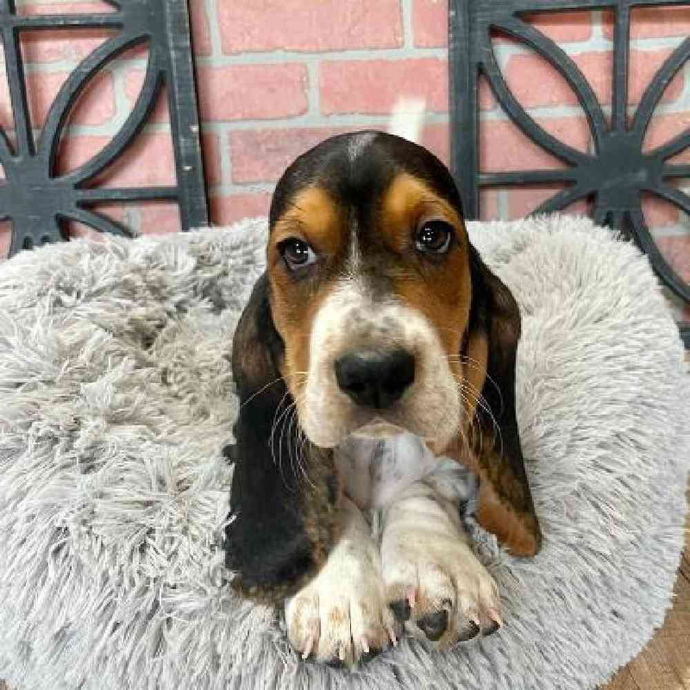 Female Basset Hound Puppy for Sale in Rogers, AR