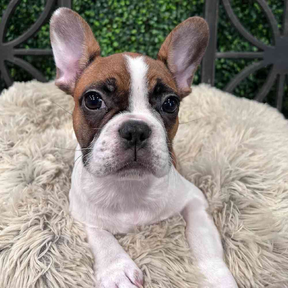 Female French Bulldog Puppy for Sale in Rogers, AR
