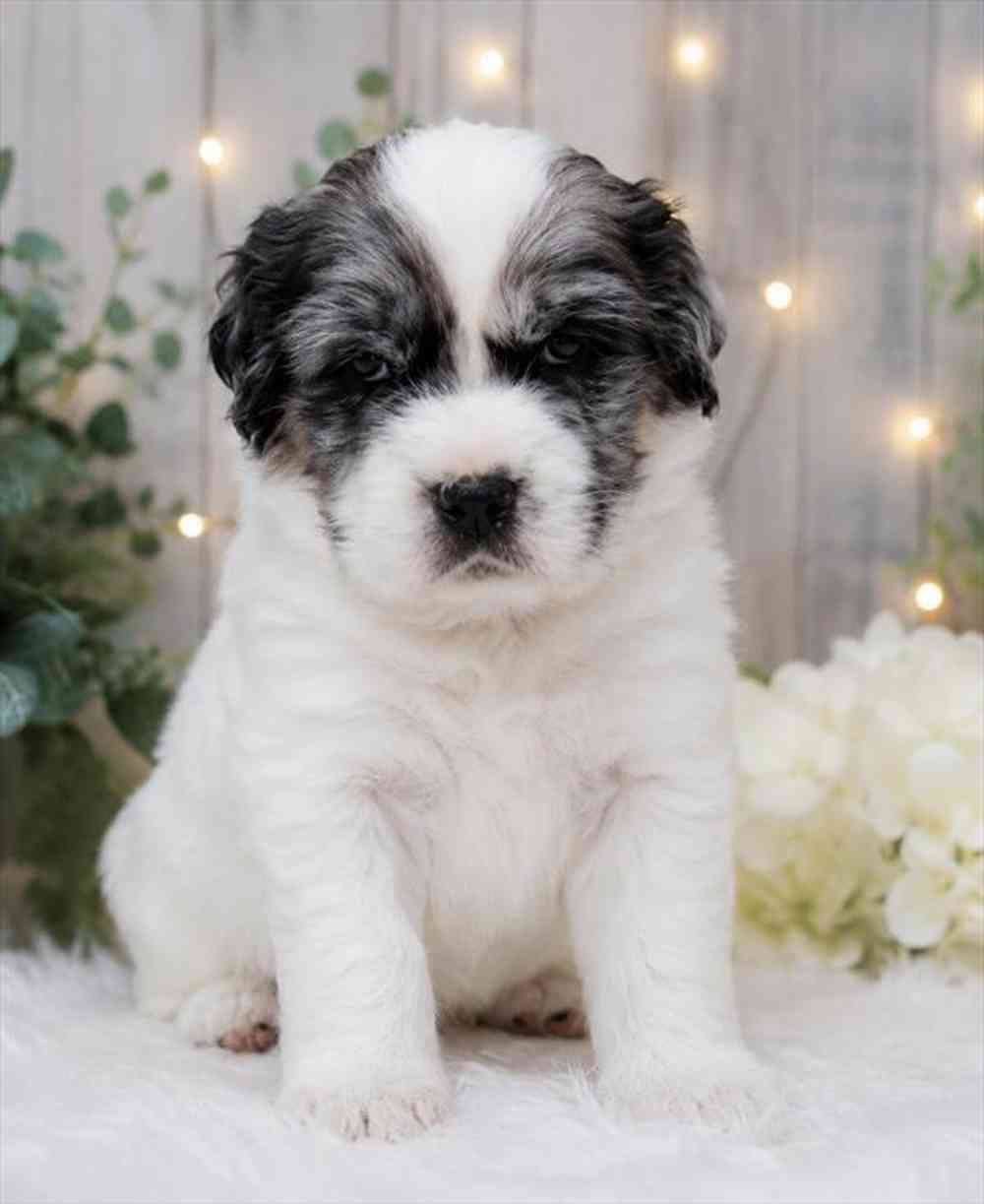 pet breed image