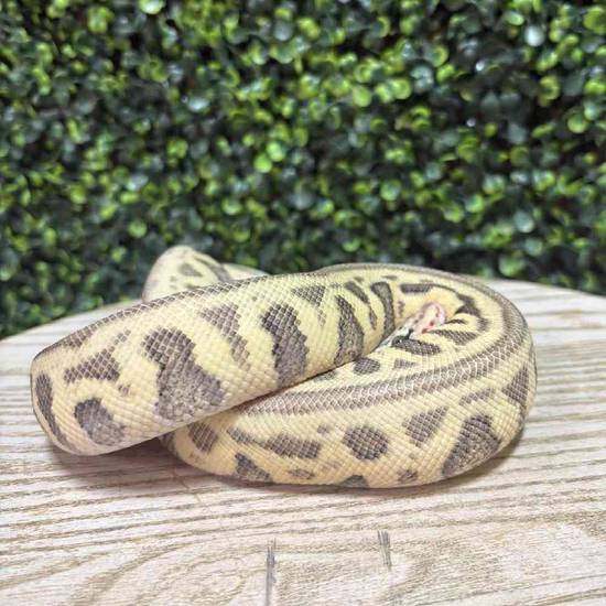 Ball Python