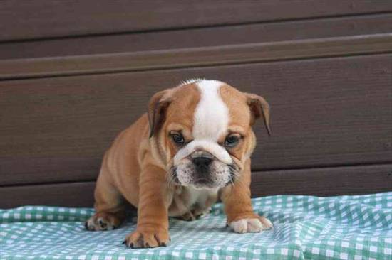 English Bulldog