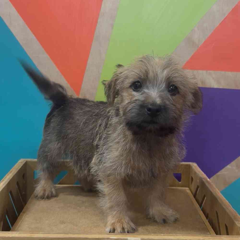 pet breed image
