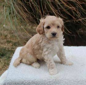 Mini Goldendoodle