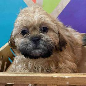 Shih Tzu