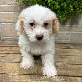 Yorkie-Poo