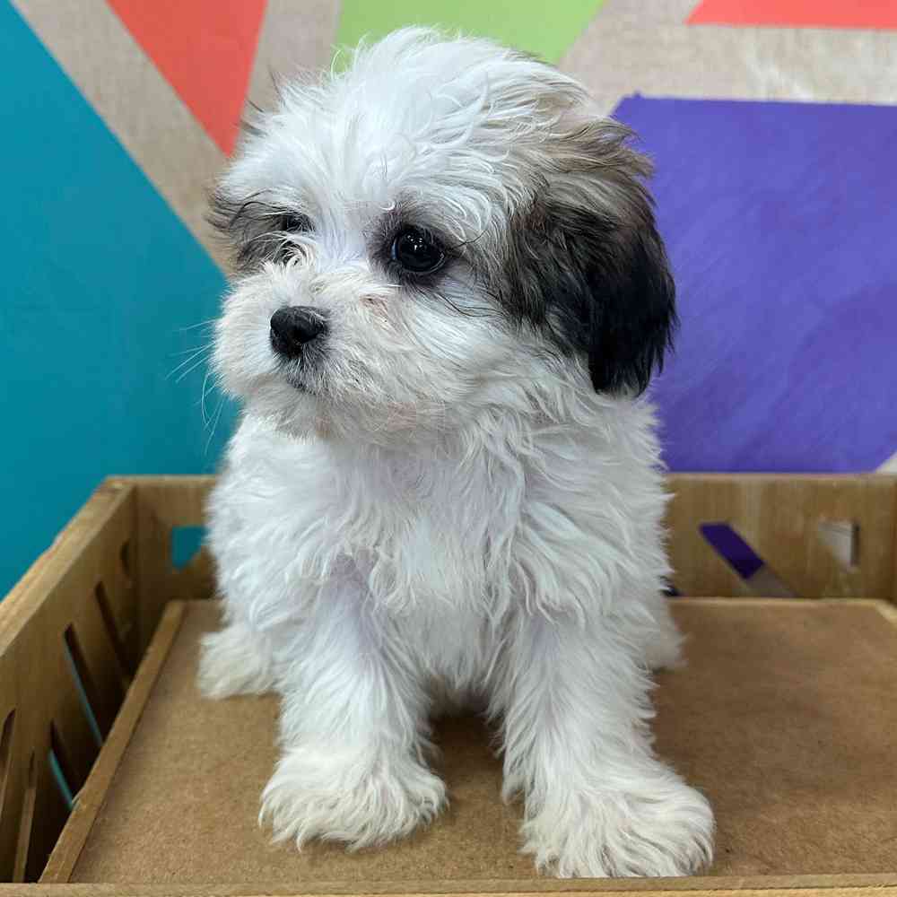 carousel pet images