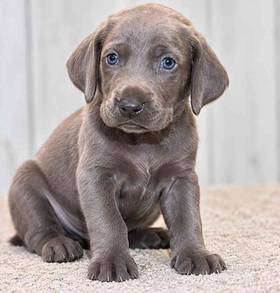 Weimaraner