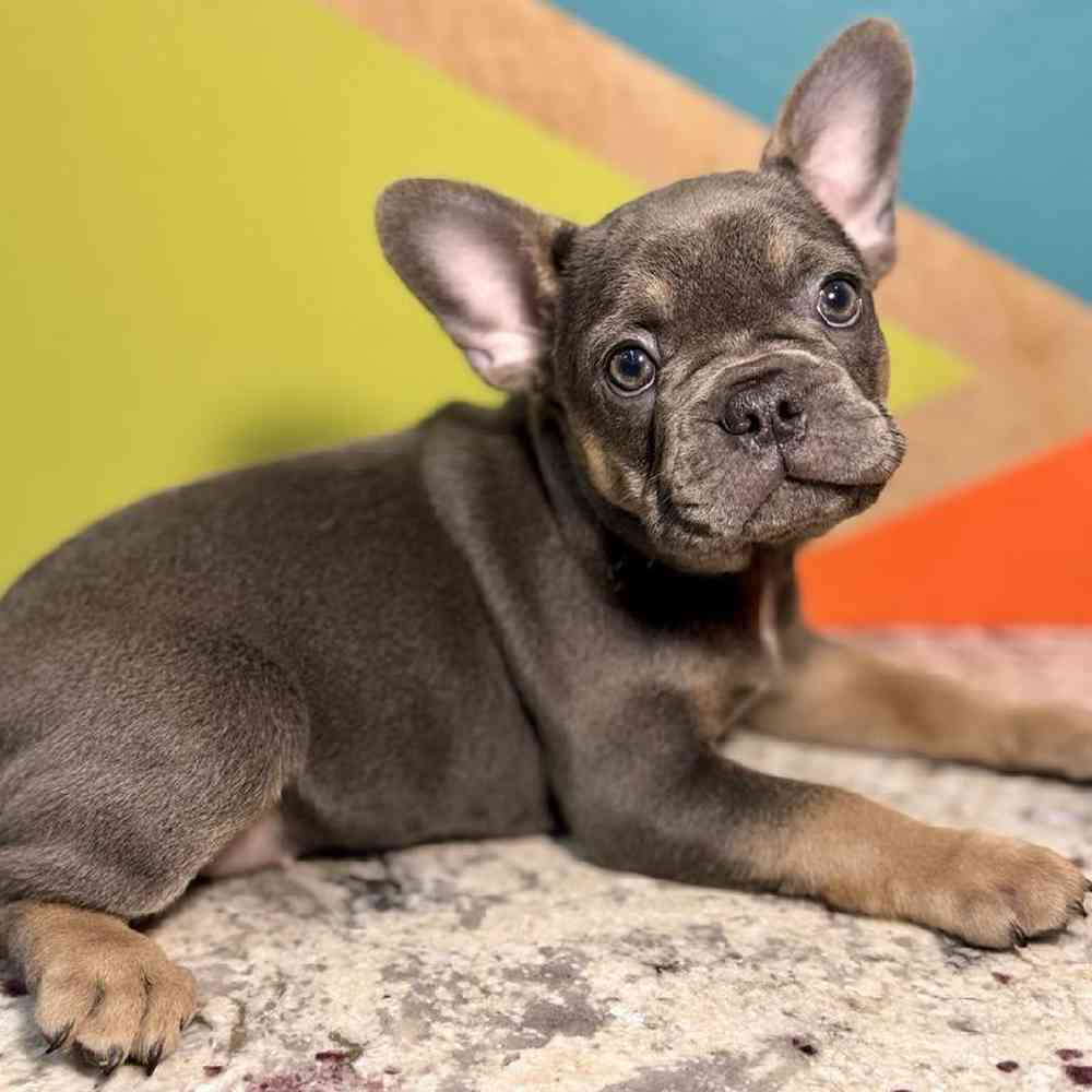 pet breed image