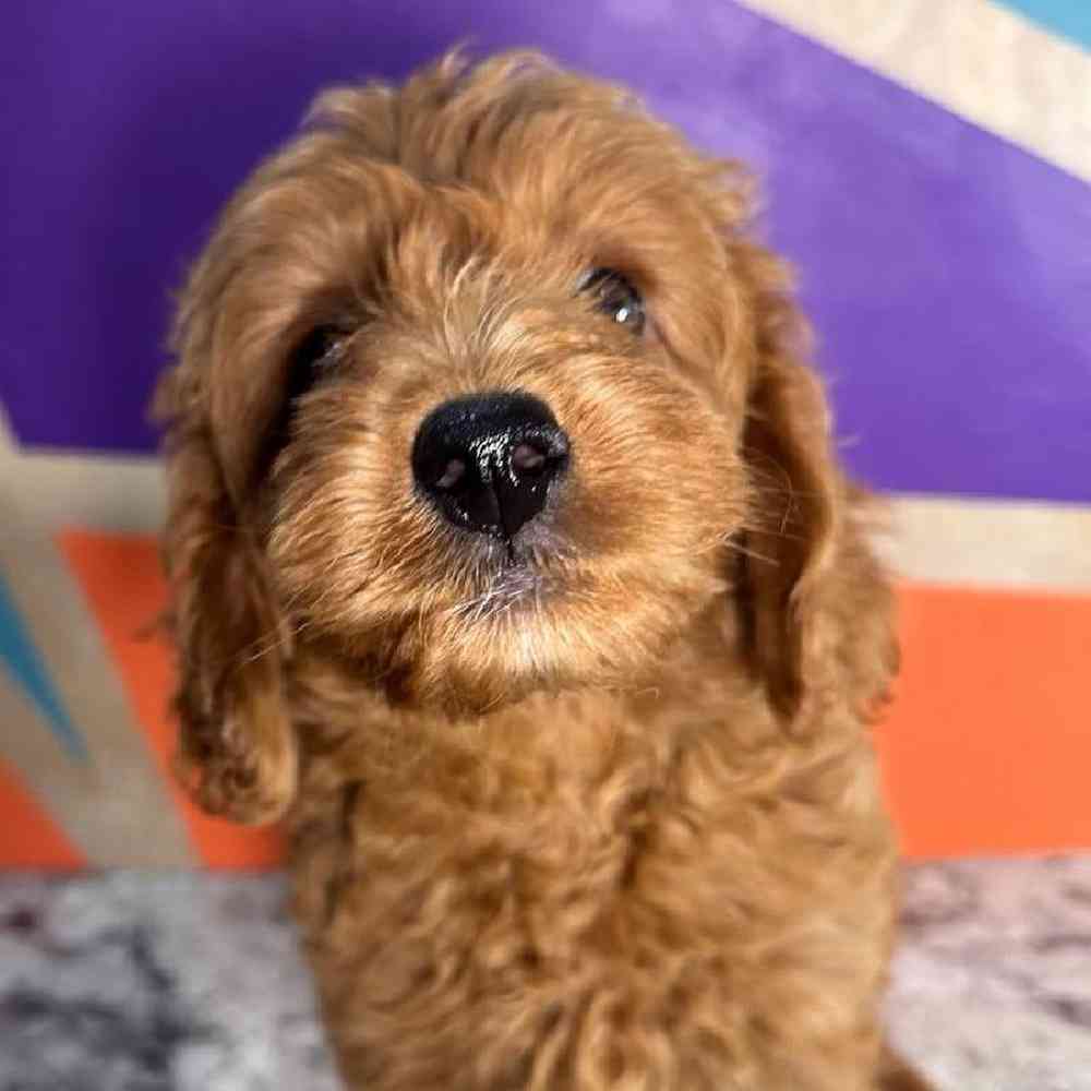 pet breed image