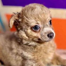 Chihuahua