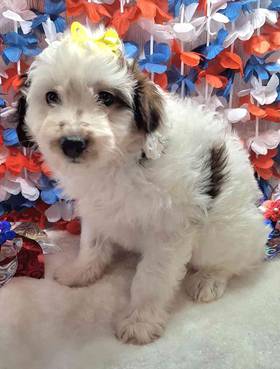Toy Australian Shepherd