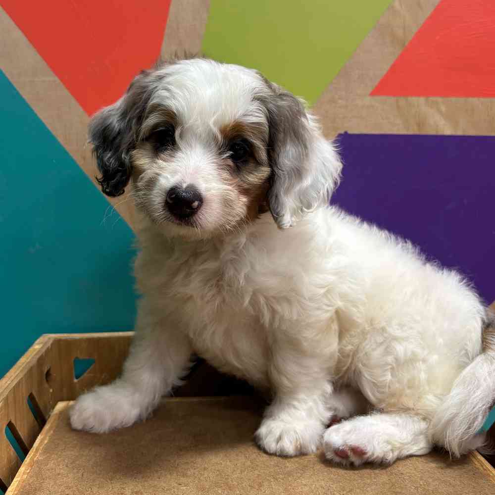 carousel pet images