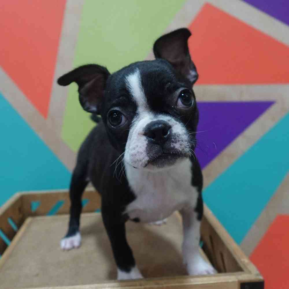 pet breed image