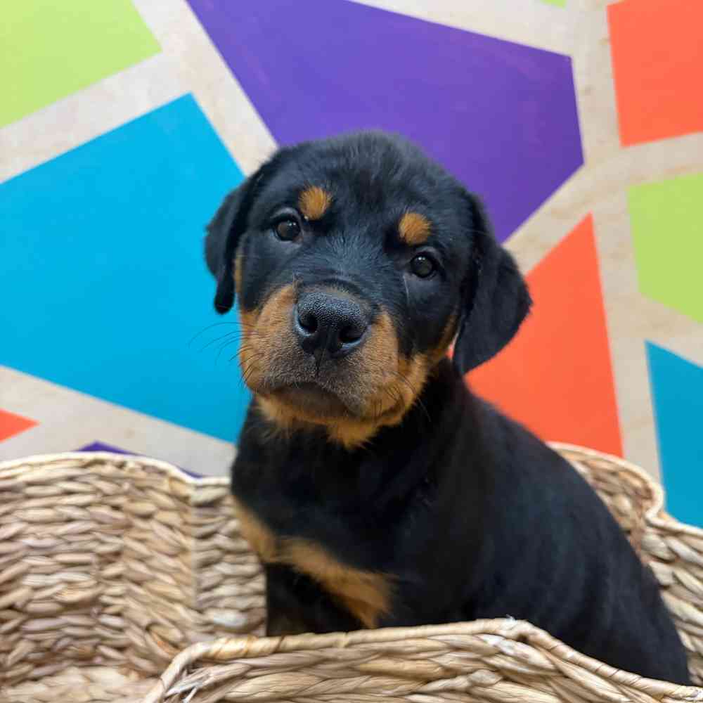 carousel pet images