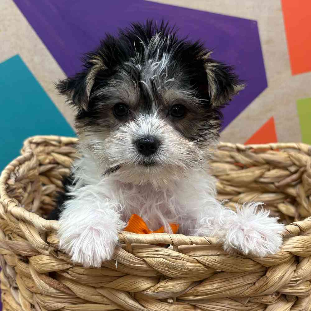 carousel pet images