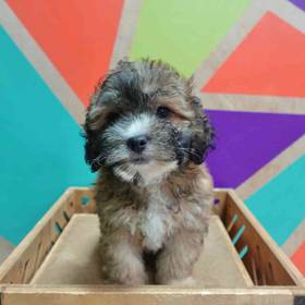 Lhasa-Poo