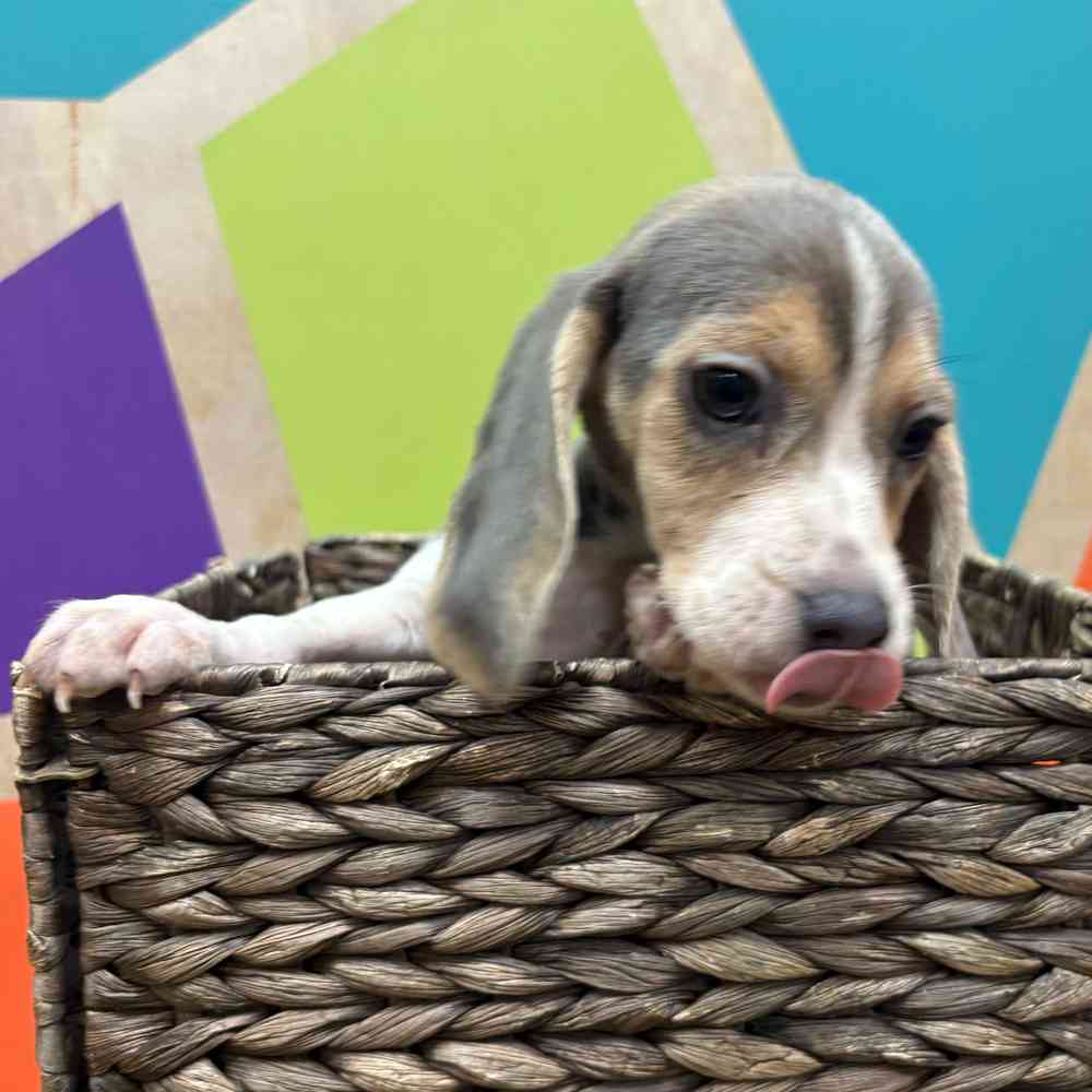 Image of a pet breed in the gallery