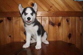Siberian Husky