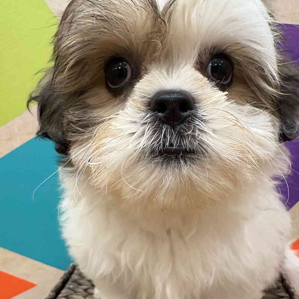 carousel pet images