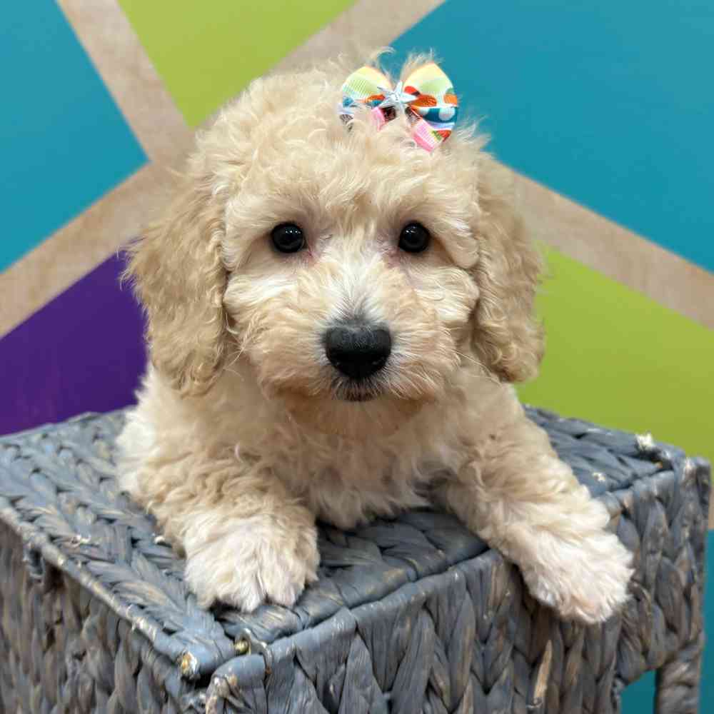 Image of a pet breed in the gallery