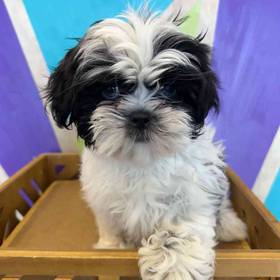Shih Tzu