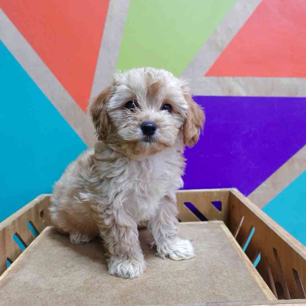 carousel pet images