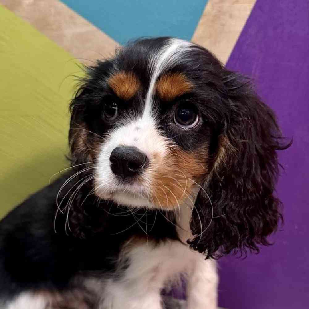 carousel pet images
