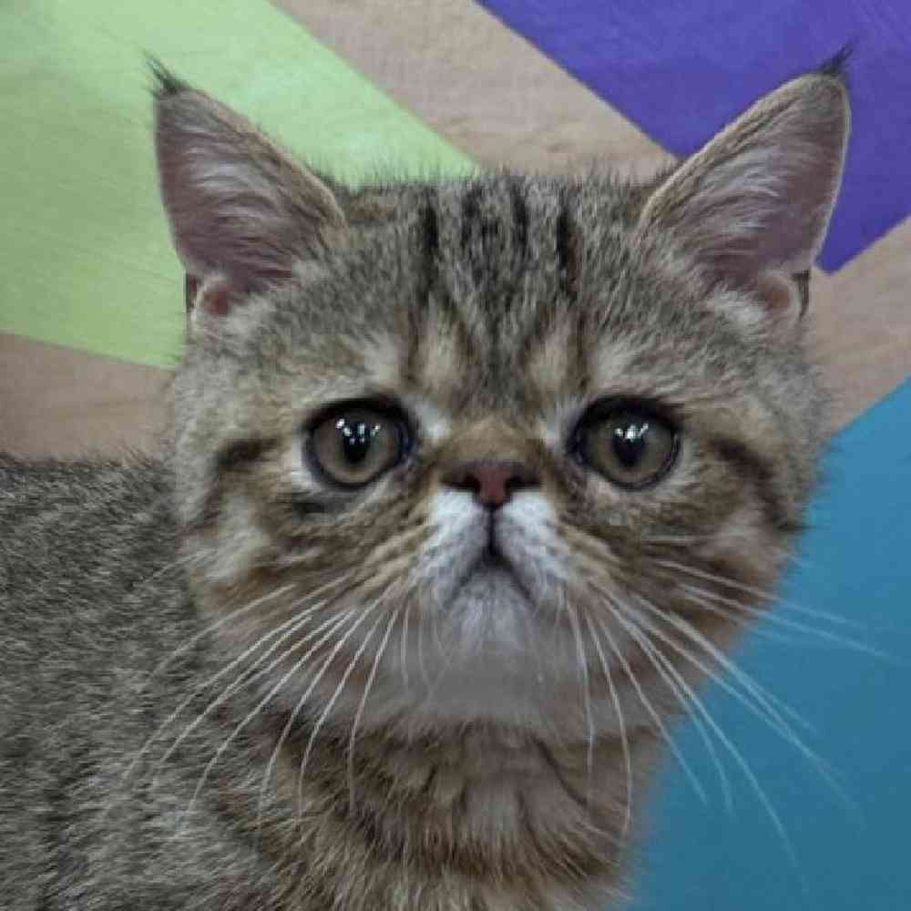 Image of a pet breed in the gallery