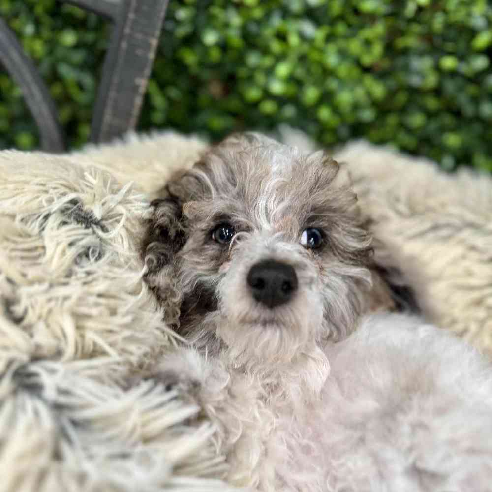 Home to Petland Joplin, MO