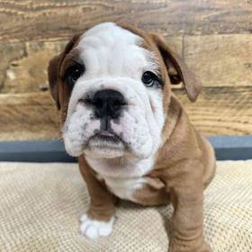 English Bulldog