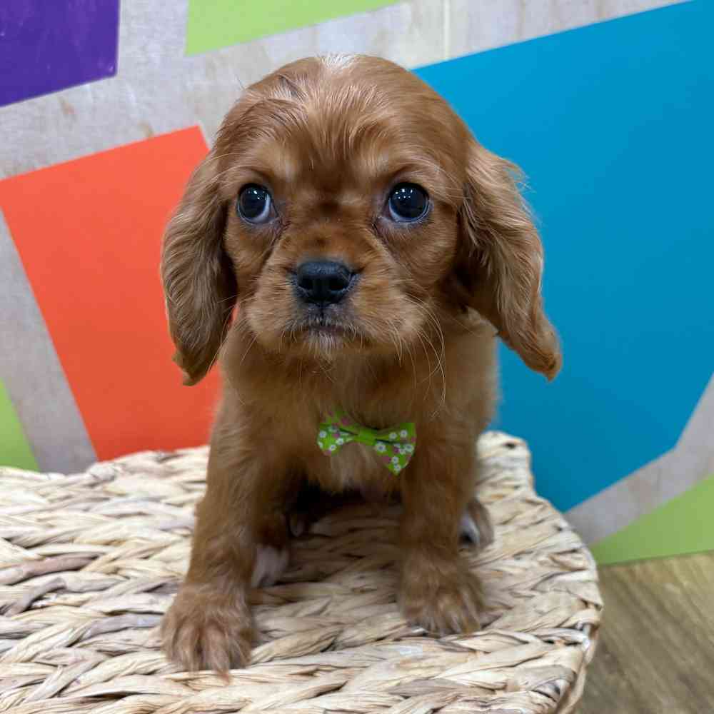 carousel pet images