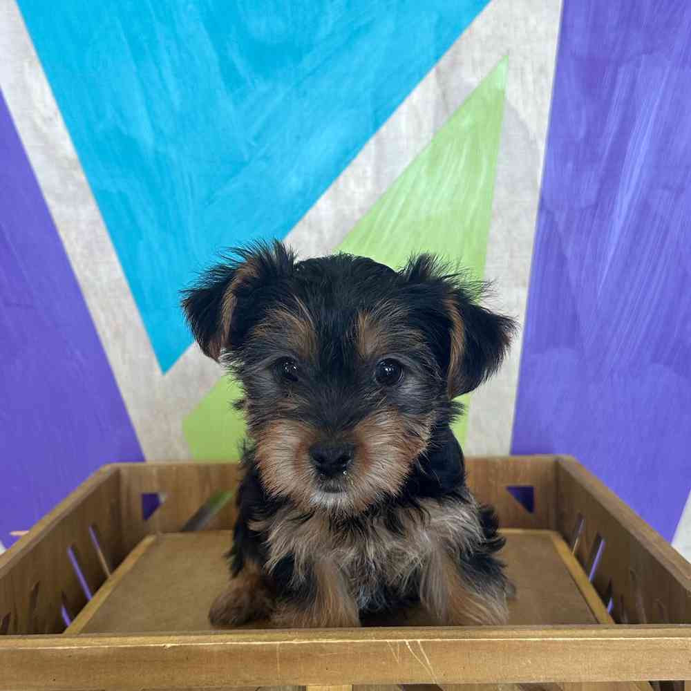 pet breed image