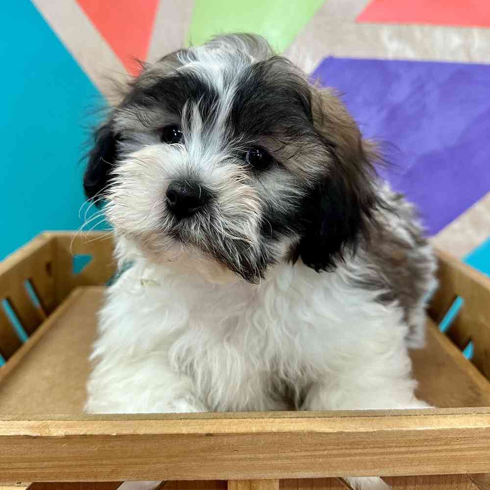 carousel pet images