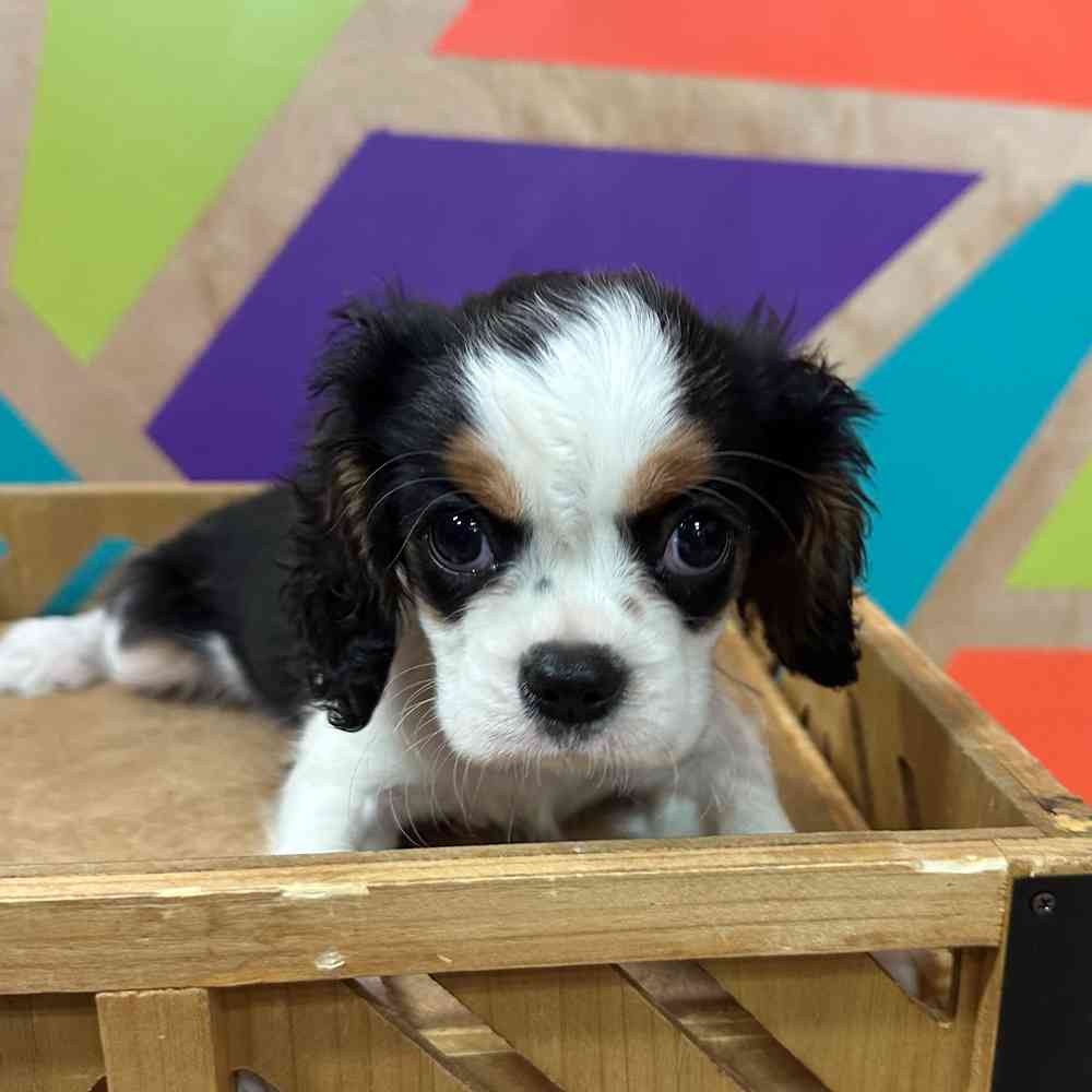 carousel pet images