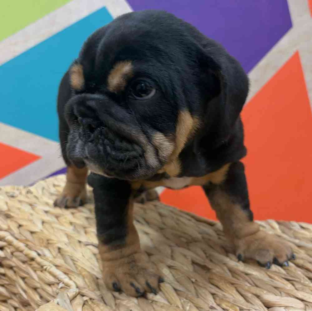 carousel pet images