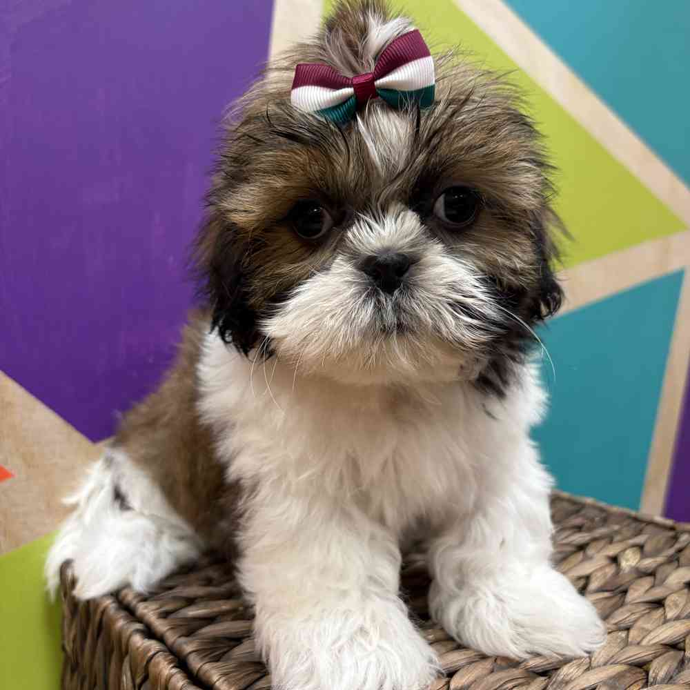 carousel pet images