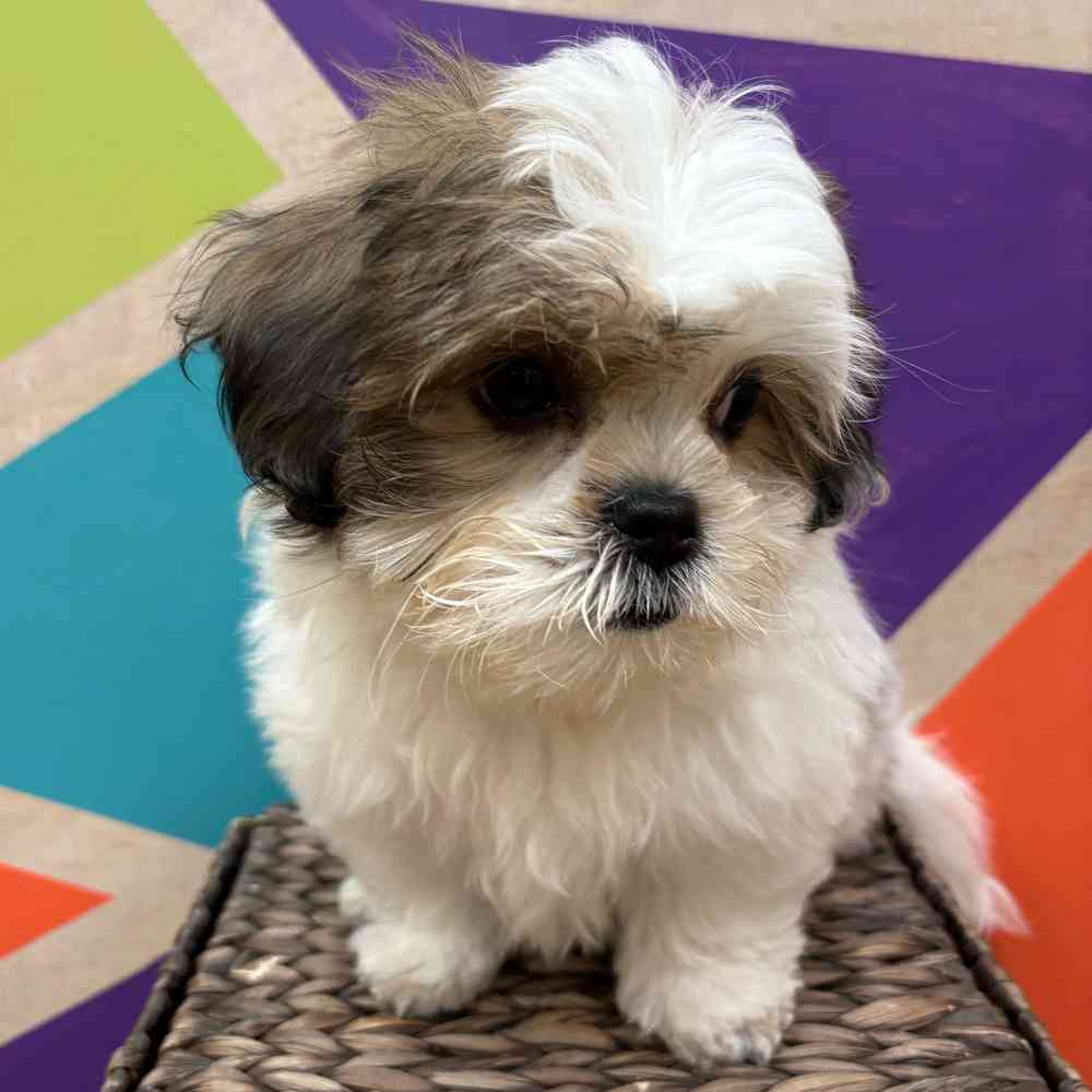 carousel pet images