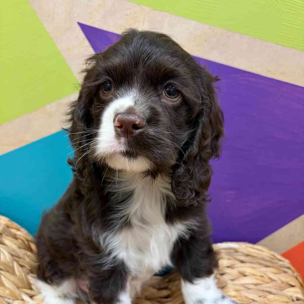 carousel pet images