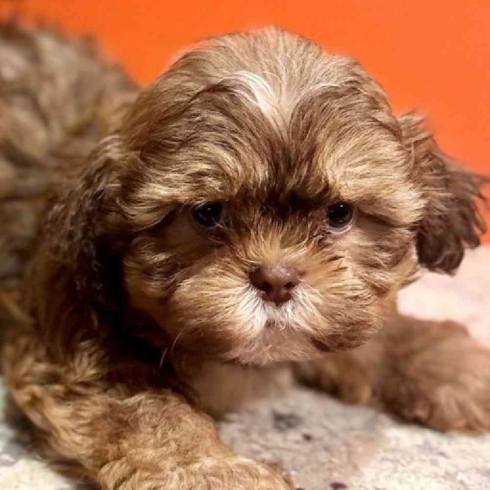 carousel pet images