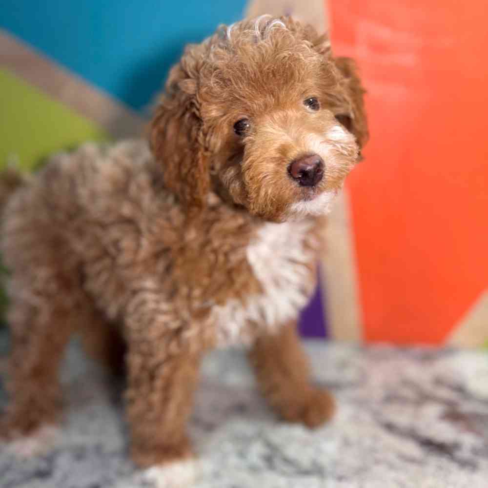 pet breed image