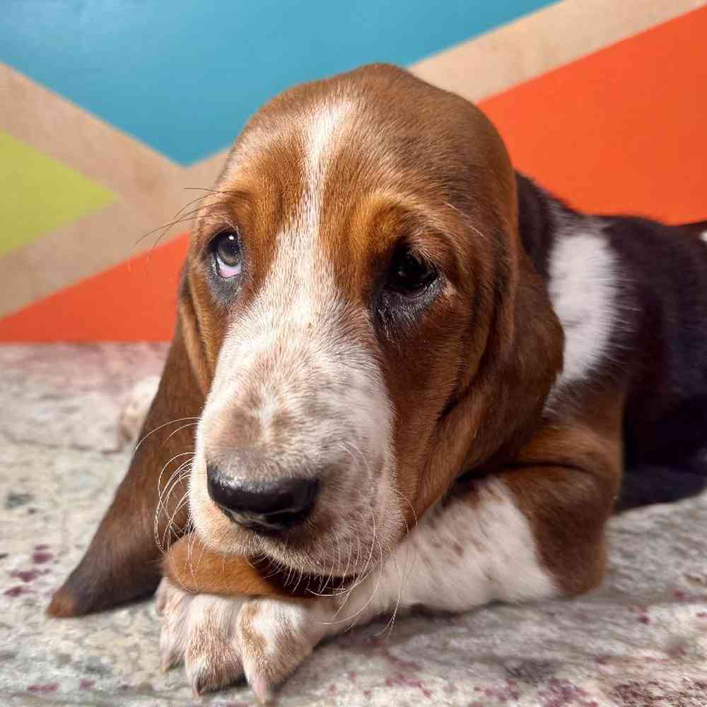 Image of a pet breed in the gallery