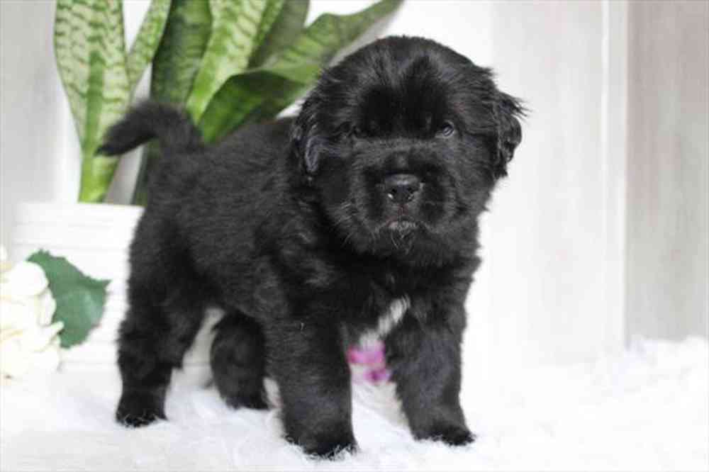 pet breed image