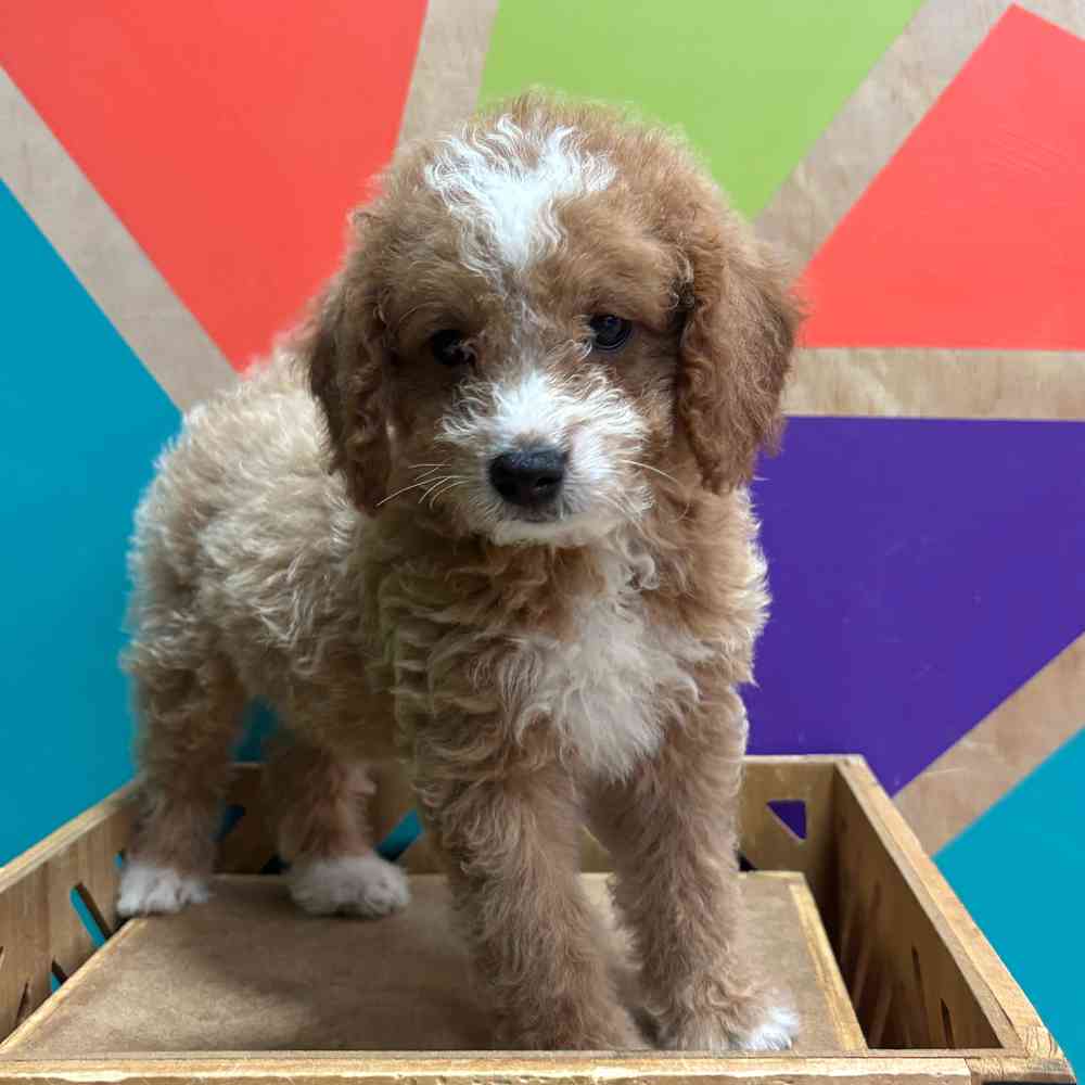 carousel pet images