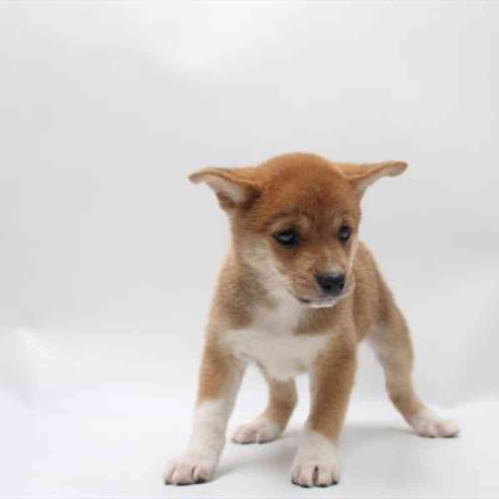 Image of a pet breed in the gallery