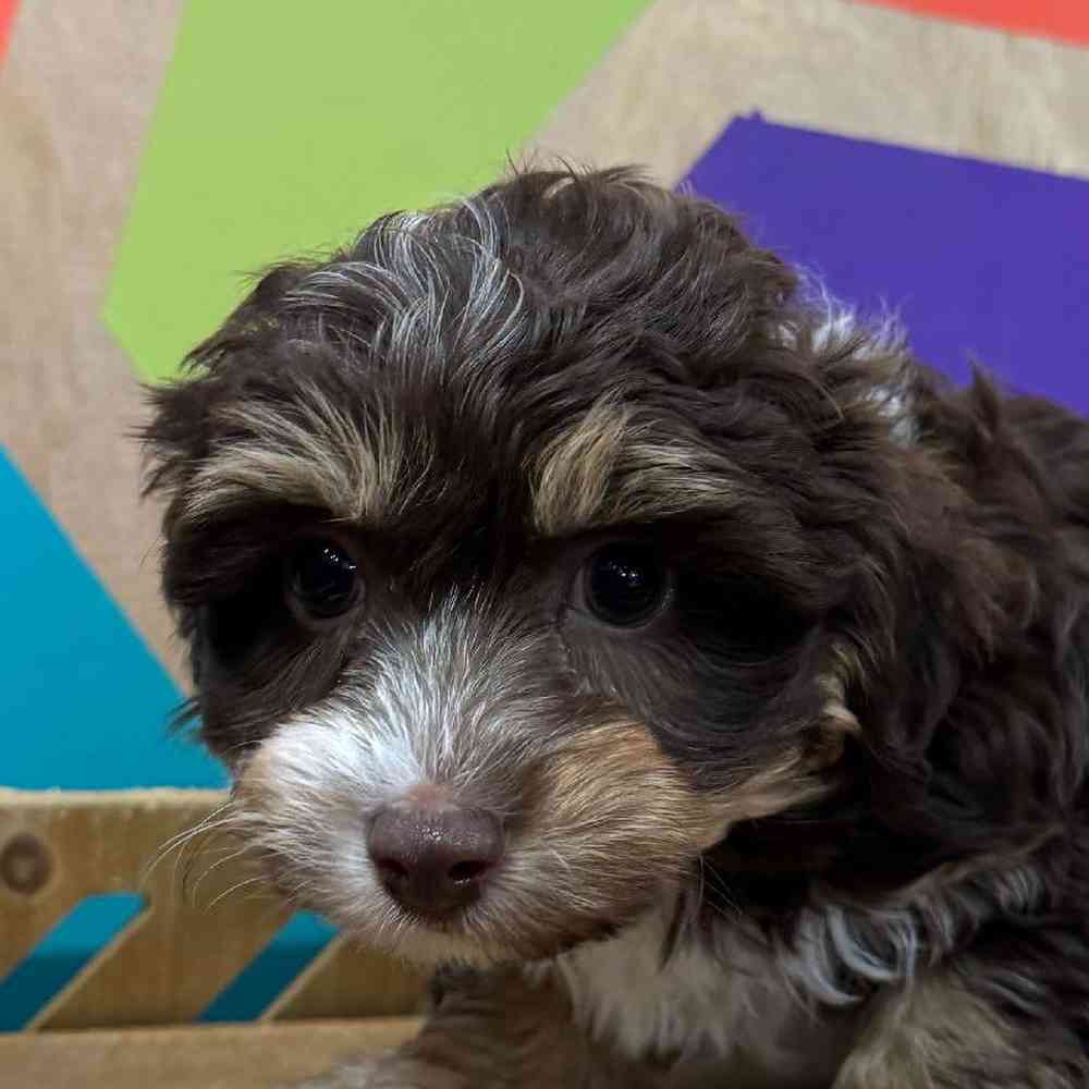 carousel pet images