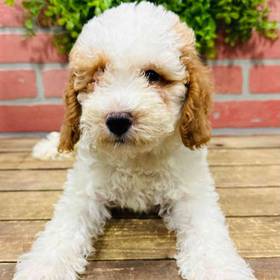 Mini Poodle